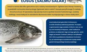 Zbliżenie na łososia bałtyckiego, rybę wędrowną, która powraca do rzek na tarło.