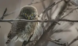Mała sowa z żółtymi oczami siedzi na gałęzi. To jedno z wielu fascynujących słowiński park narodowy zwierzęta.
