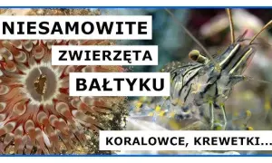 Jakie zwierzęta żyją w Bałtyku? Odkryj ich fascynujące gatunki