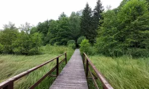 Drewniany pomost wśród zieleni, prowadzący w głąb lasu. Idealne miejsce na spacer i odkrywanie suwalszczyzna atrakcje.