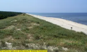 Piaski. Bezleśna wydma szara porośnięta trawami i drobnymi żółtymi kwiatami, z widokiem na spokojne morze i piaszczystą plażę.