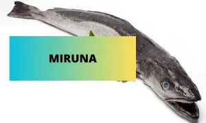 Cała miruna, czy to dobra ryba? Świeża ryba na białym tle z napisem "MIRUNA".