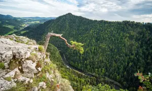 Widok na malownicze **pieniny szczyty** z pochylonym drzewem na skale. W dole rzeka i gęsty las.