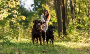 Uśmiechnięta kobieta spaceruje po lesie na Mazurach ze swoimi dwoma psami, czekoladowym i czarnym labradorem.