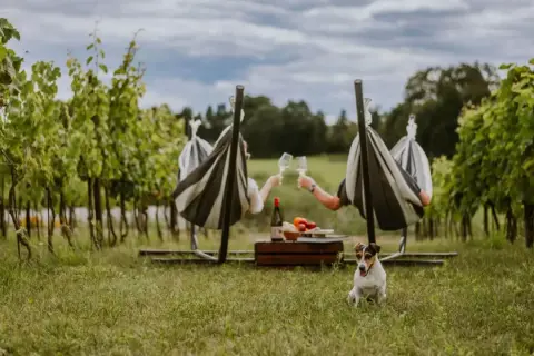Para relaksu w winnicy. Dwoje ludzi w hamakach wznosi toast, a piesek czeka na degustację. Idealny dzień na enoturystykę.