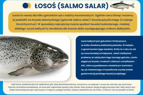 Zbliżenie na łososia bałtyckiego, rybę wędrowną, która powraca do rzek na tarło.