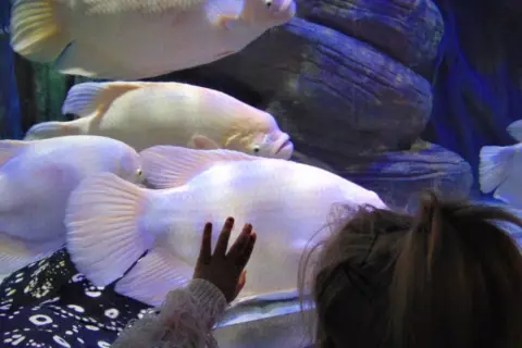 Dziecko zachwycone wielkimi rybami w oceanarium. Warto odwiedzić to miejsce, świetne opinie o oceanarium w Międzyzdrojach.