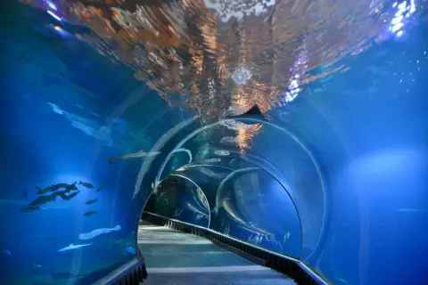Podwodny tunel w największym zoo w Polsce. Ryby pływają wokół, a nad głową widać odbicia światła na wodzie.