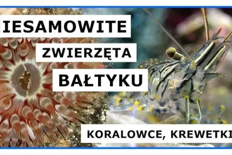 Jakie zwierzęta żyją w Bałtyku? Odkryj ich fascynujące gatunki