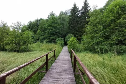 Drewniany pomost wśród zieleni, prowadzący w głąb lasu. Idealne miejsce na spacer i odkrywanie suwalszczyzna atrakcje.