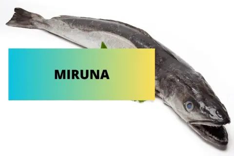 Cała miruna, czy to dobra ryba? Świeża ryba na białym tle z napisem "MIRUNA".