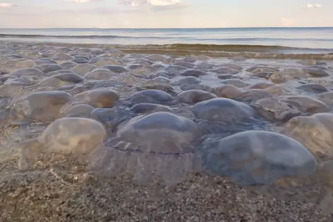 Meduzy w Bałtyku wyrzucone na brzeg. Morze spokojne, niebo z chmurami.