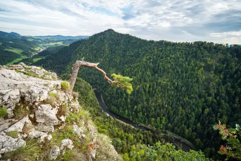 Widok na malownicze **pieniny szczyty** z pochylonym drzewem na skale. W dole rzeka i gęsty las.