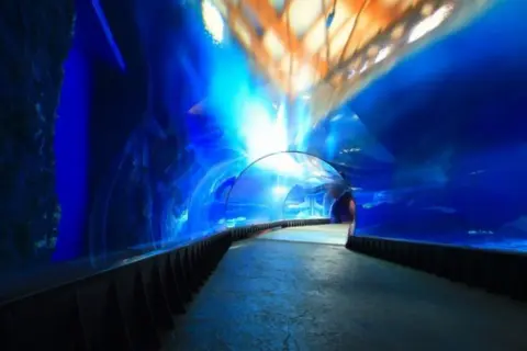 Podwodny tunel w Oceanarium Kołobrzeg. Opinie gości podkreślają niesamowite wrażenia wizualne i możliwość obserwacji morskich stworzeń.