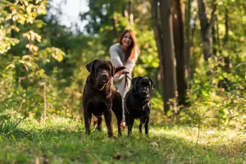 Uśmiechnięta kobieta spaceruje po lesie na Mazurach ze swoimi dwoma psami, czekoladowym i czarnym labradorem.