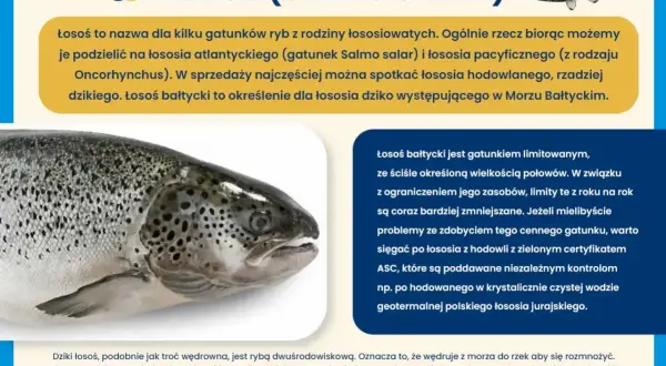 Zbliżenie na łososia bałtyckiego, rybę wędrowną, która powraca do rzek na tarło.