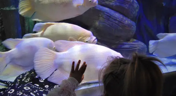 Dziecko zachwycone wielkimi rybami w oceanarium. Warto odwiedzić to miejsce, świetne opinie o oceanarium w Międzyzdrojach.