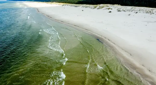 Szeroka, piaszczysta plaża Słajszewo z zielonkawą wodą i lasem w tle.