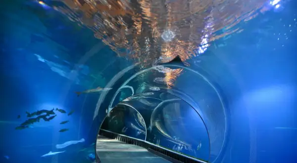 Podwodny tunel w największym zoo w Polsce. Ryby pływają wokół, a nad głową widać odbicia światła na wodzie.