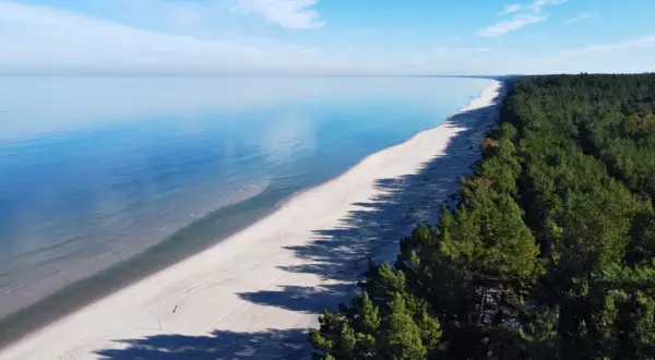 Plaża i las sosnowy nad spokojnym Zalewem Wiślanym w słoneczny dzień.