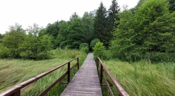 Drewniany pomost wśród zieleni, prowadzący w głąb lasu. Idealne miejsce na spacer i odkrywanie suwalszczyzna atrakcje.