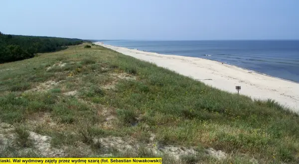 Piaski. Bezleśna wydma szara porośnięta trawami i drobnymi żółtymi kwiatami, z widokiem na spokojne morze i piaszczystą plażę.