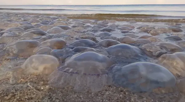 Meduzy w Bałtyku wyrzucone na brzeg. Morze spokojne, niebo z chmurami.
