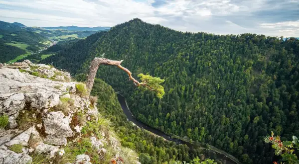 Widok na malownicze **pieniny szczyty** z pochylonym drzewem na skale. W dole rzeka i gęsty las.