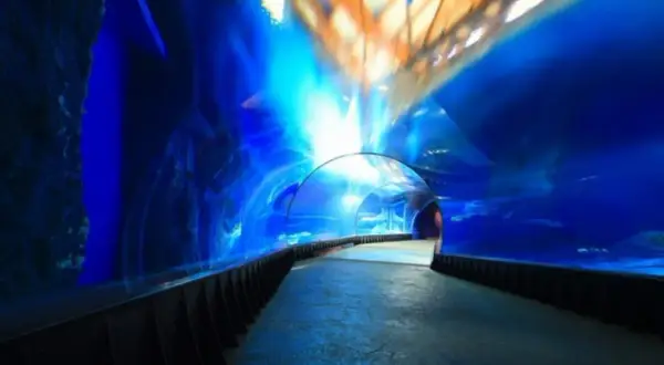Podwodny tunel w Oceanarium Kołobrzeg. Opinie gości podkreślają niesamowite wrażenia wizualne i możliwość obserwacji morskich stworzeń.