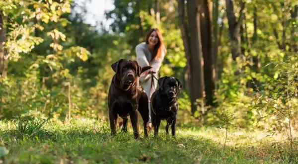 Uśmiechnięta kobieta spaceruje po lesie na Mazurach ze swoimi dwoma psami, czekoladowym i czarnym labradorem.