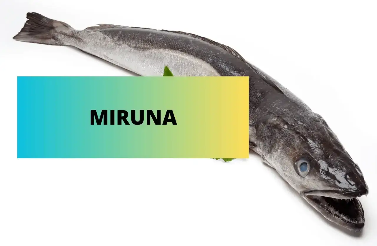 Oto miruna, ryba o ciemnym grzbiecie i jasnym brzuchu, z charakterystycznym, wydłużonym kształtem.