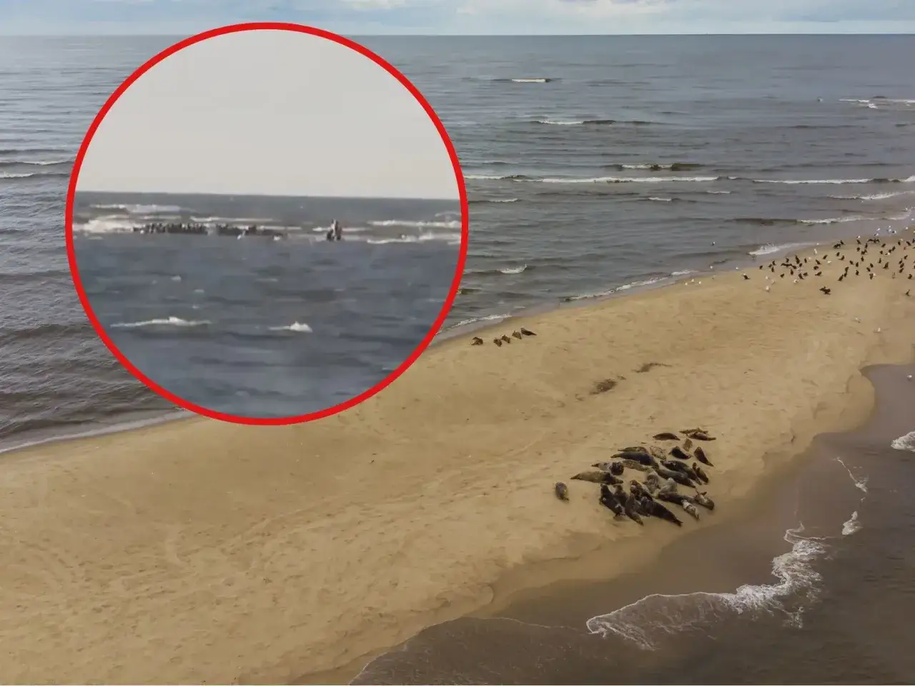 Foki w Polsce odpoczywają na piaszczystej plaży. W oddali, na morzu, widać kolejne grupy fok.