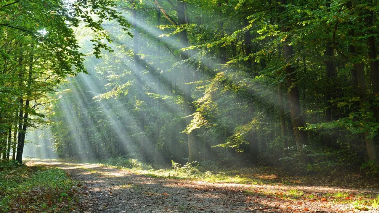 Promienie słońca przebijają się przez gęste korony drzew, oświetlając leśną ścieżkę. Magiczne l</em>asy w Polsce budzą się do życia.