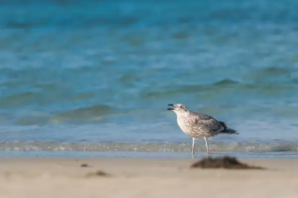 Młoda mewa stoi na brzegu plaży, wpatrując się w fale Bałtyku.