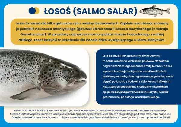 Zbliżenie na łososia bałtyckiego, rybę wędrowną, która powraca do rzek na tarło.